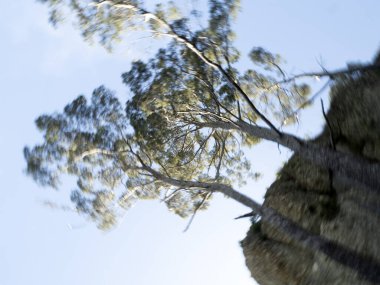 Deniz çamı portofino hareket efekti bükme kamerası