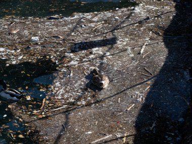 Plastik çöplükte yüzen vahşi ördek. Kirlenmiş çöp denizi.