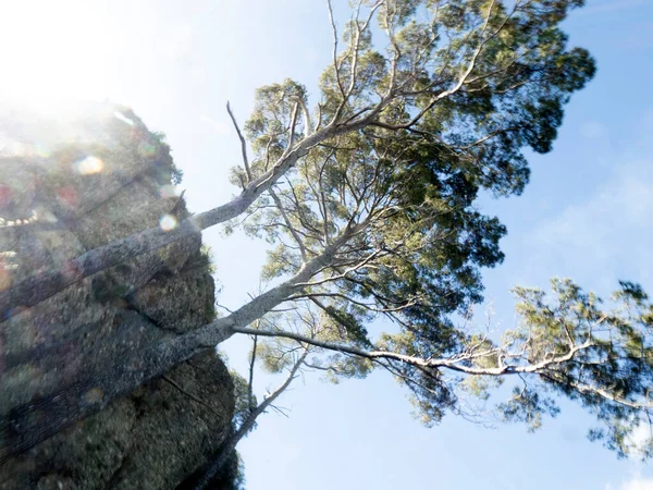 Deniz çamı portofino hareket efekti bükme kamerası