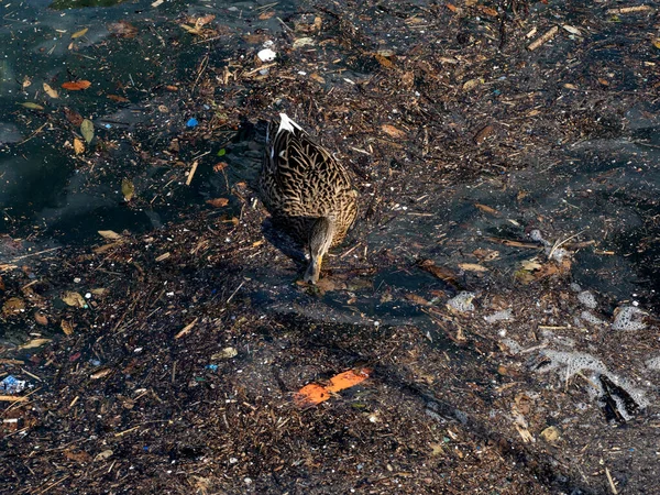 wild duck swimming in plastic rubbish garbage polluted trash sea