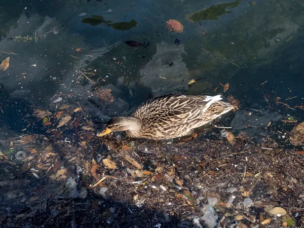 wild duck swimming in plastic rubbish garbage polluted trash sea