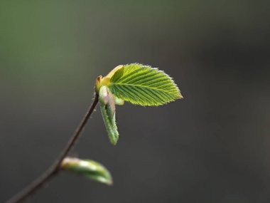 Carpinus Betulus Avrupalı ya da sıradan boynuz kirişi ayrılır