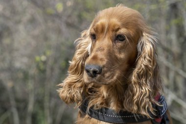 Genç cocker spaniel köpek resmi doğa yürüyüşü yaparken