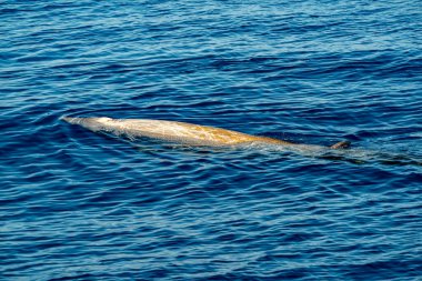 Yunus ismi Cuvier 'in balinası çok nadir görülür. 