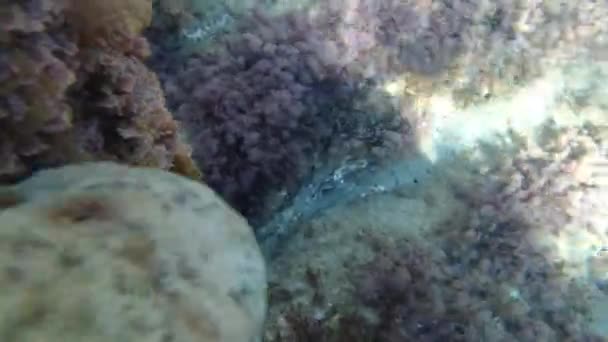 Octopus onderwater in de Middellandse Zee — Stockvideo