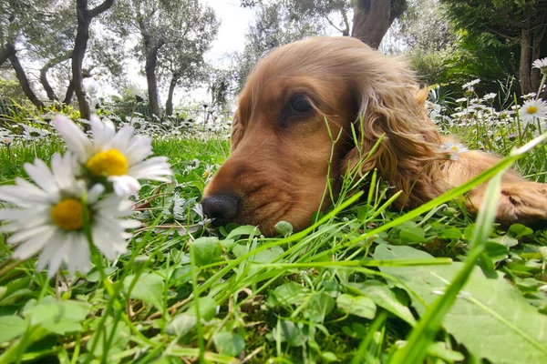 Σκυλί Κόκερ Σπάνιελ Στο Λουλούδι Πεδίο Μαργαρίτα Κοντά — Φωτογραφία Αρχείου