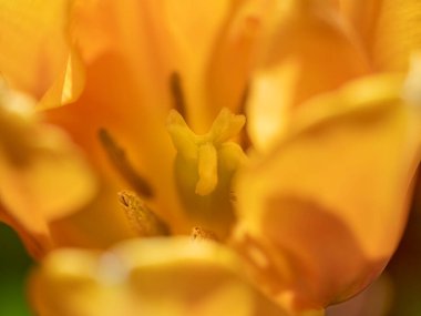 Lale çiçeği siyah arkaplanda izole edilmiş.