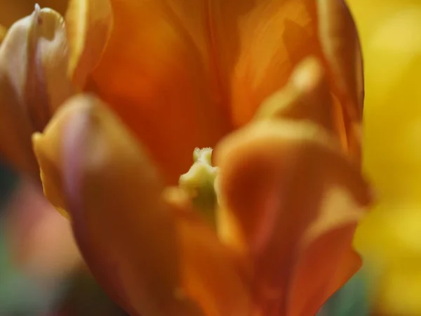 Tulpe Blume Isoliert Auf Schwarzem Hintergrund — Stockfoto