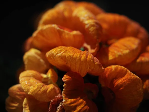 Calceolaria Fleur Isolée Sur Fond Noir — Photo