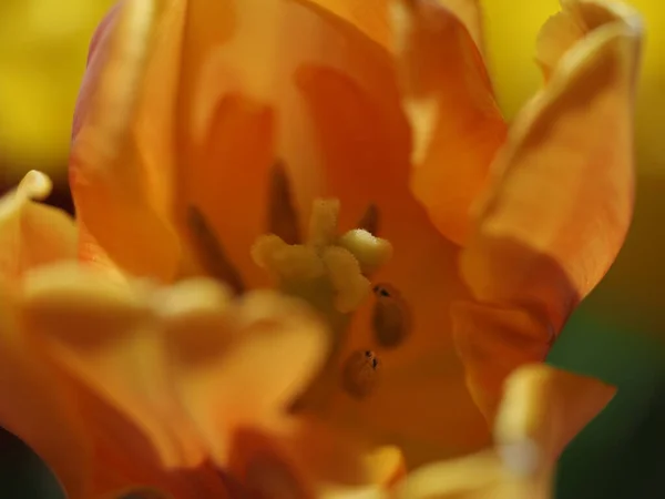Tulpe Blume Isoliert Auf Schwarzem Hintergrund — Stockfoto