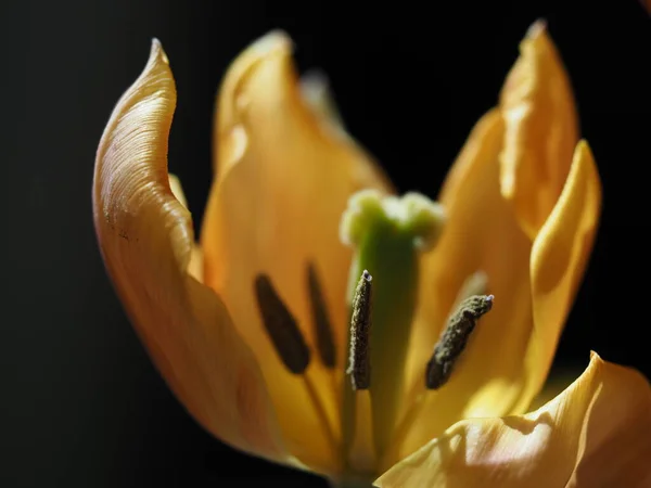 Tulpe Blume Isoliert Auf Schwarzem Hintergrund — Stockfoto