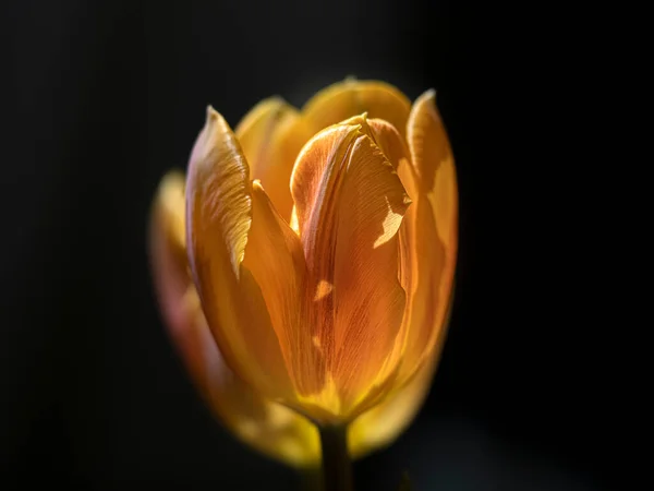 Fleur Tulipe Isolée Sur Fond Noir — Photo