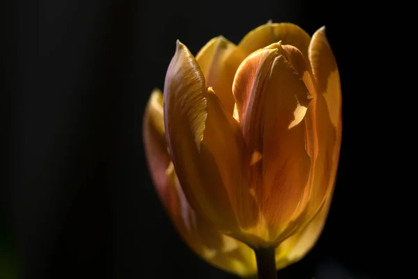 Fleur Tulipe Isolée Sur Fond Noir — Photo