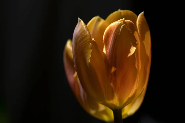 Tulpe Blume Isoliert Auf Schwarzem Hintergrund — Stockfoto