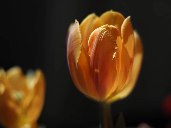 Tulpe Blume Isoliert Auf Schwarzem Hintergrund — Stockfoto