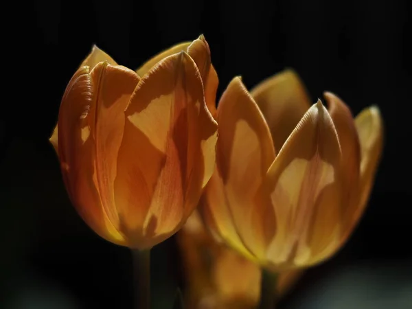 Tulpe Blume Isoliert Auf Schwarzem Hintergrund — Stockfoto