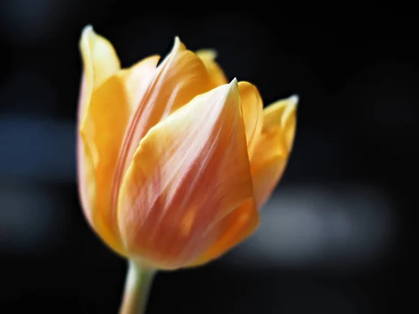 Tulipán Flor Aislada Sobre Fondo Negro — Foto de Stock