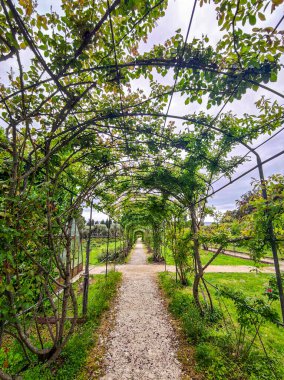 Gül bahçesi pergola yürüyüş yolu