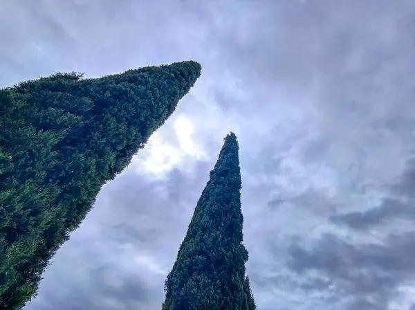 Cyprès Arbre Bas Pour Vue Vers Haut Ciel Nuageux — Photo