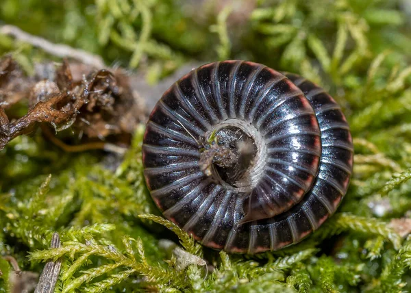 Julidae Stonogi Zbliżyć Makro Szczegół Zielonym Mchu Obraz Stockowy