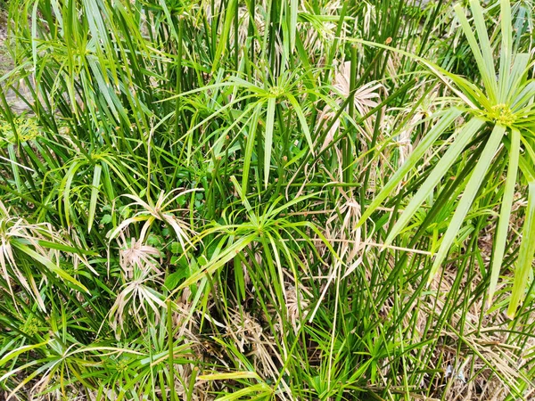 纸草植物特写特写 — 图库照片