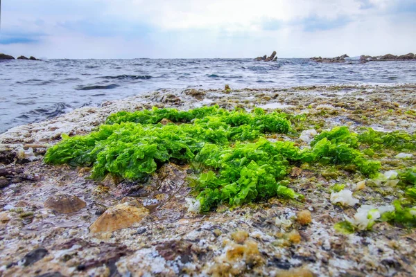 Gröna Alger Boccadasse Genoa Gamla Byn Sten Strand Utsikt — Stockfoto