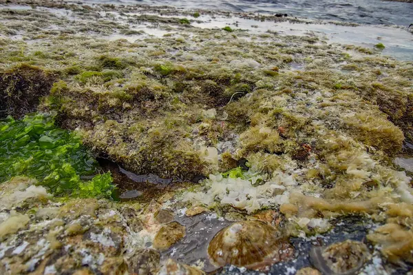 ボカダッセ ジェノアの緑の藻類古い村の石のビーチビュー — ストック写真