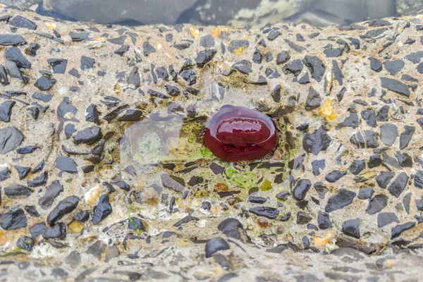 Red Anemone Actinia Mediterranean Sea Shore Detail — Stock Photo, Image