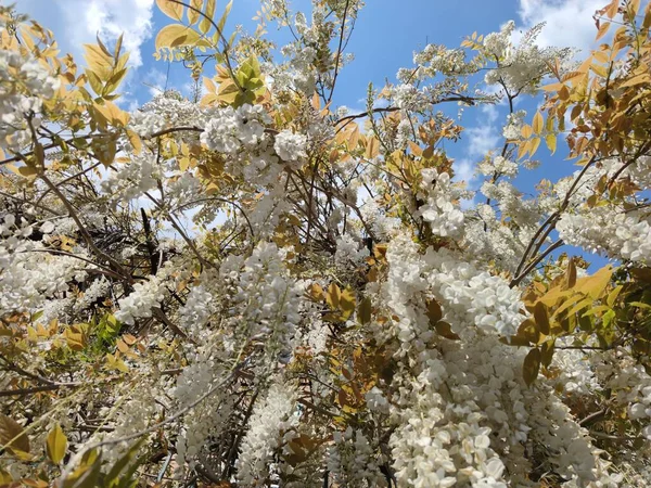 Glicine Bianco Appeso Dettaglio Pergolato — Foto Stock