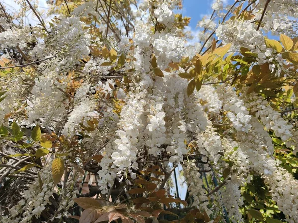 White Wisteria Hanging Pergola Detail — 스톡 사진