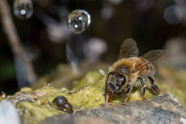 Biene Trinkt Wasser Auf Einem Mit Moos Bedeckten Felsen — Stockfoto