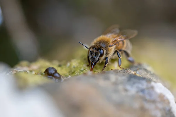 Biene Trinkt Wasser Auf Einem Mit Moos Bedeckten Felsen — Stockfoto