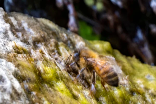 Пчела Пьет Воду Скале Покрытой Мхом — стоковое фото