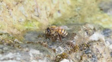 Arı yosunlarla kaplı bir kayanın üzerinde su içiyor.