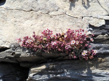 Sedum Dasyphyllum bitkisi. Dışarıdaki duvarda çiçekler var. Ayrıntıları kapat.