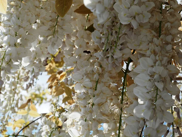 White Wisteria Hanging Pergola Detail — 스톡 사진