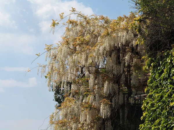 white wisteria hanging from pergola detail