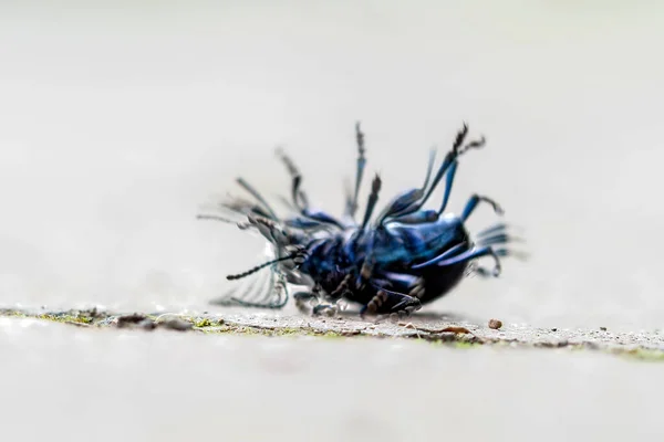 Zaman Ayarlı Mavi Gözlü Böcek Makro Detayı Tersine Çevirmeye Çalışırken — Stok fotoğraf