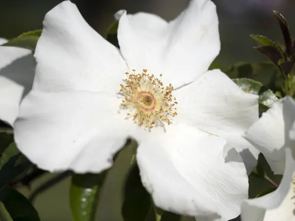 Rose Flower Close Macro Detail — Stock Photo, Image