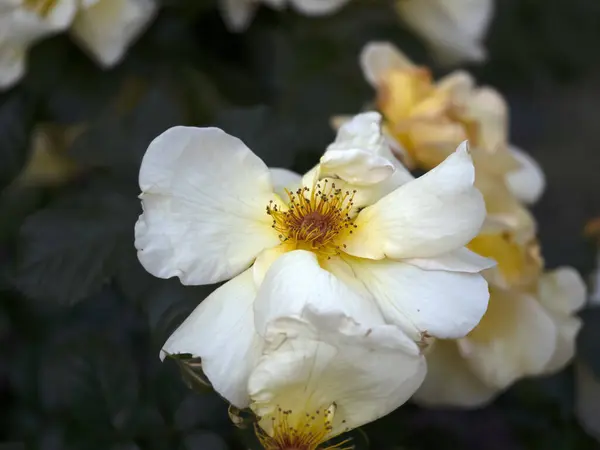 Rose Flower Close Macro Detail — Stock Photo, Image
