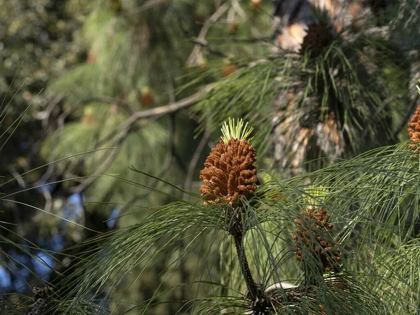 Pinus Canaeriensis Wyspy Kanaryjskie Kwiat Sosny — Zdjęcie stockowe