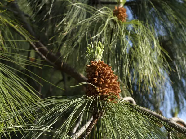 Pinus Canaeriensis Kanarya Adaları Çam Ağacı Çiçeği Detayı — Stok fotoğraf