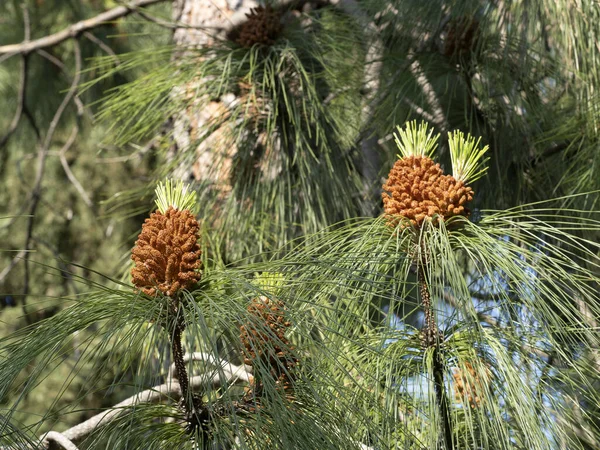Pinus Canaeriensis Kanarya Adaları Çam Ağacı Çiçeği Detayı — Stok fotoğraf