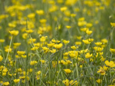 Bahar manzaralı sarı çiçek tarlası