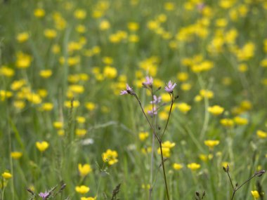 Bahar manzaralı sarı çiçek tarlası