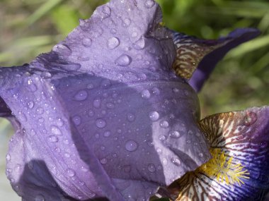 İris çiçeği makro detayı kapat
