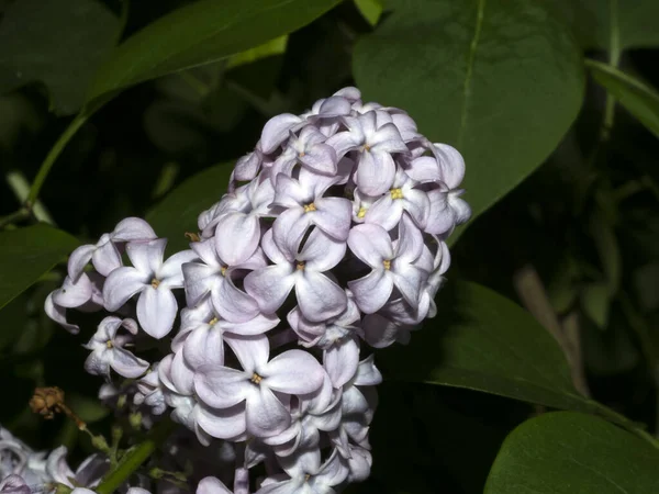Syringa Vulgaris Iliac Flower Close Macro Detail — Stock Photo, Image