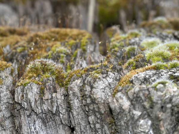 Verde Musgo Macro Close Detalhe Tronco Madeira — Fotografia de Stock