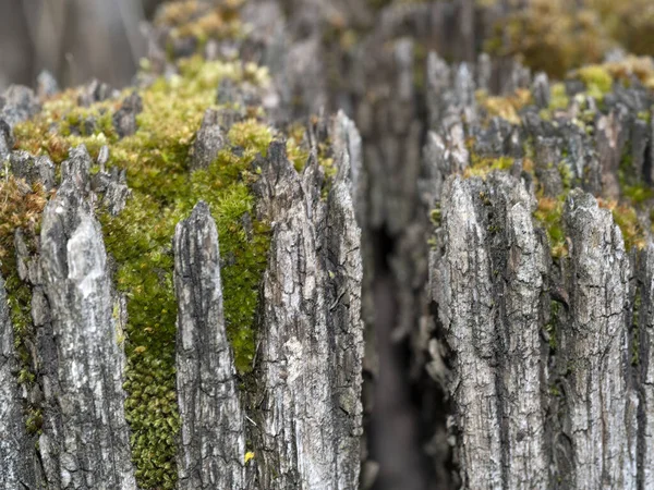 Macro Verde Muschio Dettaglio Primo Piano Sul Tronco Legno — Foto Stock