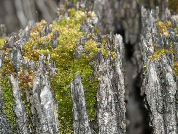 Macro Verde Muschio Dettaglio Primo Piano Sul Tronco Legno — Foto Stock